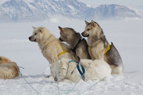 Greenland Dog (Grønlandshund). Dog Sledding Aesthetic, Greenland Dog, Swedish Vallhund, Dogs Playing In Snow, Husky Funny, Japanese Spitz, Ovcharka Caucasian Mountain Dog, Husky Lover, English Mastiff