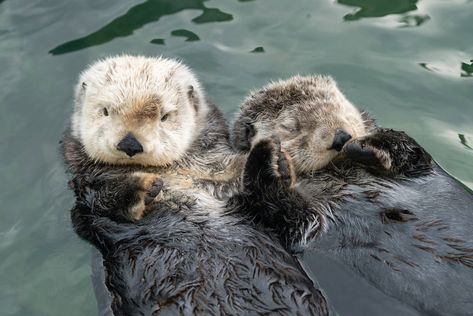 Sea Otters Holding Hands, Otter Facts, Weird Animal Facts, Otter Tattoo, Baby Sea Otters, Otters Holding Hands, Otter Pup, Vancouver Aquarium, Otters Cute