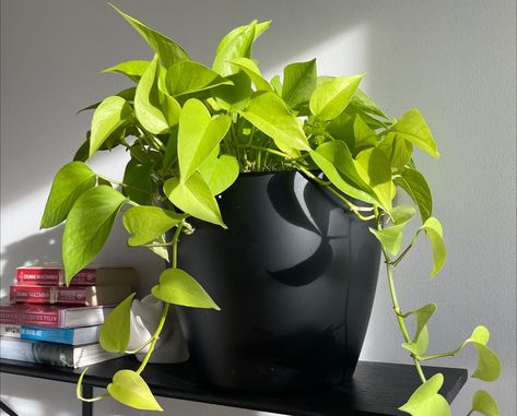 💧 What Is The Best Way To Water a Golden Pothos? Dry Throat, Moisture Meters, Golden Pothos, Pothos Plant, New Roots, Yellow Leaves, Companion Planting, Types Of Soil, Plant Needs