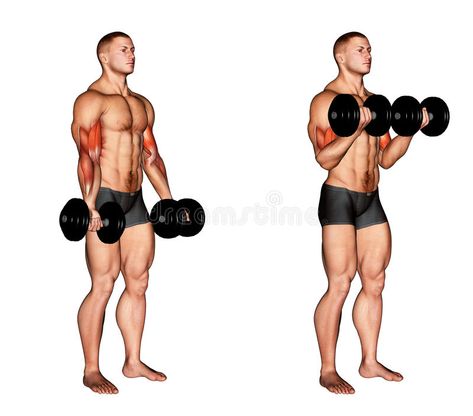 Exercising. Dumbbell Biceps Curl royalty free illustration Bicep Workout With Dumbbells, Bicep Tricep Workout, Resistance Training Exercises, Pull Day Workout, Dumbbell Bicep Curl, Biceps Curl, Back And Bicep Workout, Bodybuilding Transformation, Dumbbell Curls