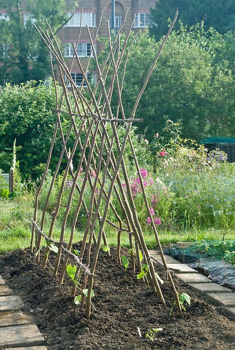 Climbing Beans, Lots Of Plants, Diy Garden Trellis, Vegetable Garden Planning, Plants Growing, Potager Garden, Veg Garden, Have Inspiration, The Secret Garden