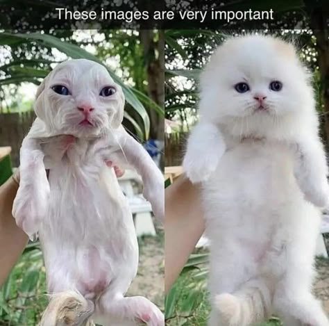 Gatos Cool, Cat Hacks, Silly Cats Pictures, Silly Animals, White Cats, Cute Kittens, Silly Cats, Beautiful Cat, Cute Little Animals