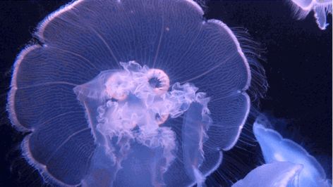 Jellyfish Header Gif, Jellyfish Banner Gif, Aquarium Gif, Jellyfish Gif, Sea Gif, Types Of Jellyfish, Fish Gif, Stimboard Gifs, Aquarium Of The Pacific