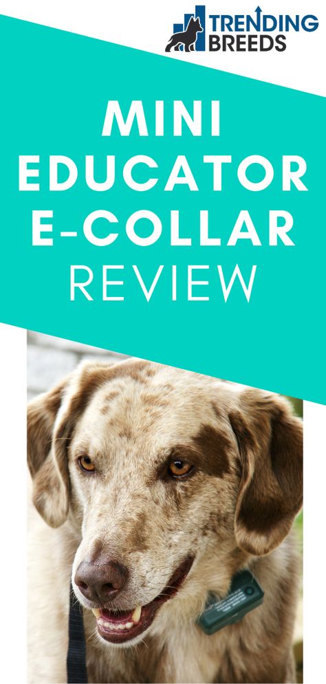 E Collar For Dogs, E Collar Training, Training Business, Collar Tips, Training Collar, Dog Training Collar, Training Tools, Training Programs, Product Reviews