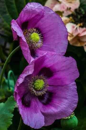 Purple Bread, Breadseed Poppy, Purple Poppy, Purple Poppies, Seed Heads, Shade Flowers, Plant Images, California Poppy, Garden Soil