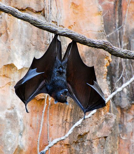 Fruit Bat Hanging Around | Jo | Flickr Bat Poses, Hanging Bat Tattoo, Facts About Bats, Hanging Bats, Bat Photos, Fruit Bats, Fox Bat, Beetle Illustration, Bat Flying