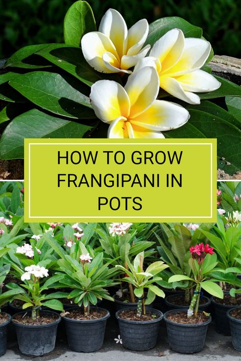 Frangipanis are stunning plants that can flourish in pots, with varieties suitable for smaller spaces. These beautiful Australian native plants are popular for their vibrant flowers and strong scent. If you’re aiming to brighten up your patio or balcony with colourful blooms, you should consider potting Frangipani. The guide outlines essential plant care tips to ensure your Frangipani thrives. Read the full article to discover all the insights you need for successfully growing Frangipani in pots Frangipani In Pot, Ficus Hedge, Growing Hibiscus, Frangipani Flower, Ultimate Backyard, Plant Care Tips, Growing Dahlias, Growing Hydrangeas, Australian Native Plants