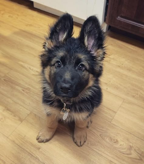 German Shepherd Puppies Training, German Sheperd Dogs, Dream Pet, Epic Love, Super Cute Puppies, Very Cute Dogs, Gsd Puppies, Shepherd Puppy, Really Cute Dogs