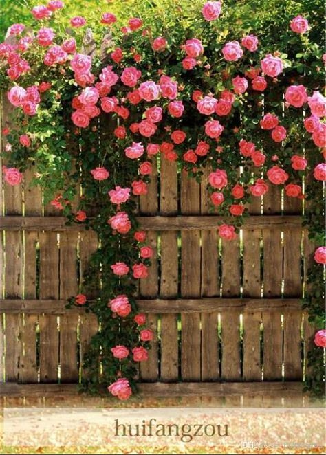 100 Seeds Climbing Rose Seeds Plants Spend Climbing Roses Seed Potted Flower Home Plant/Garden Rose Seeds Rose Fence, Rose Belle, Rose Seeds, Garden Vines, Inspiring Pictures, Rose Bush, Pretty Roses, Wooden Fence, Climbing Roses