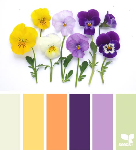 Flora Hues Design Seeds Color Palette, Seeds Color Palette, Seeds Color, Color Schemes Colour Palettes, Design Seeds, Color Palette Design, Color Harmony, Color Balance, Color Wheel