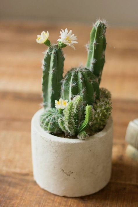 Macetas Aesthetic, Cacti Aesthetic, House Plants Photography, Tiny Plants Aesthetic, Cactus Plant Aesthetic, Indoor Cactus Garden, Cacti And Succulents Aesthetic, Cactus Photography Aesthetic, Types Of Cactus Plants