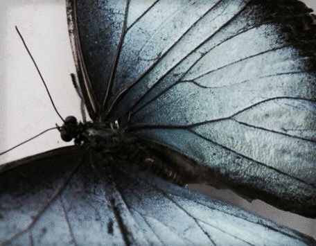 Corpse Bride, Blue Butterfly, Tim Burton, A Black, Black And White, Wall, Blue, White, Black