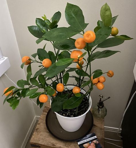 20 People Who Went From Getting One Plant to Having Their Own Little Jungle at Home / Bright Side Tree Indoor, Orange Plant, Big Garden, Citrus Trees, Office Plants, Tree Care, Orange Tree, Ornamental Plants, Room With Plants