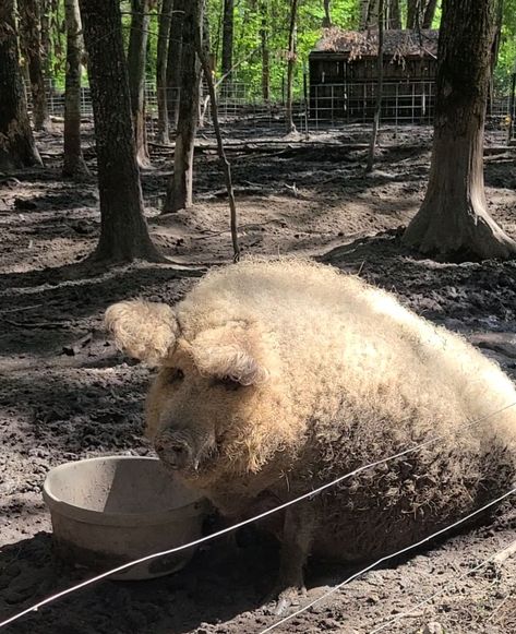 Mangalitsa Pig, Marbled Meat, Pig Breeds, Pig Face, City Folk, Agricultural Practices, Austro Hungarian, 20 Century, Serbia