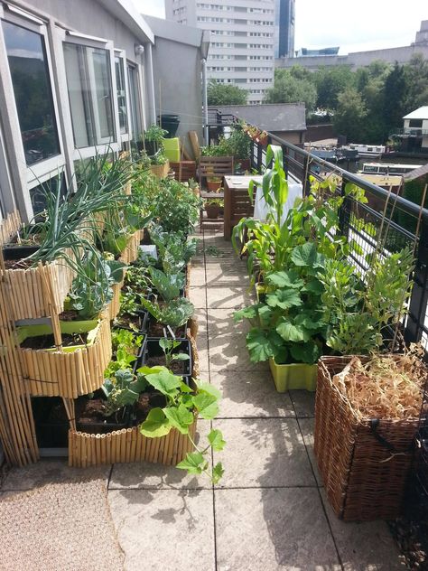 My balcony garden in full swing last year. Recommend me some veggies to grow in pots! - Imgur Balcony Farm, Narrow Garden, Balcony Planters, Small Balcony Garden, Balcony Flowers, Pot Garden, Balcony Plants, Container Gardening Vegetables, Rooftop Garden