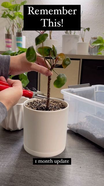 Ashley on Instagram: "Wow, I was wondering if this would work! Had to post an update of this Pilea peperomioides! It’s doing great and getting so much new growth in such a short time! The only reason I tried this was because it didn’t seem like it was doing very well. I’ve learned that I definitely have to water it more often, and I do have this on my shelf under a grow light as of now. Happy growing plant friends! Follow @sheshedinnovations for more content! . . . . . #plants #houseplants Pilea Plant, Plant Friends, Pilea Peperomioides, Grow Light, New Growth, Grow Lights, Growing Plants, Very Well, I Tried