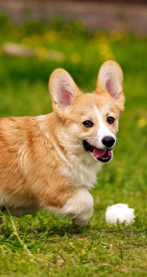 Corgi Dog Breed, Corgi Breeds, Baby Corgi, Puppy Funny, Cute Corgi Puppy, Funny Corgi, Corgi Puppies, Corgi Pictures, Cutest Puppies