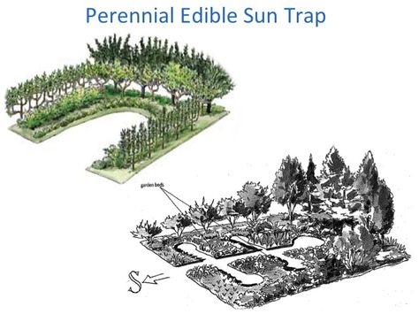 planting food forest into old-growth forest (permaculture design forum at permies) Permaculture Berries, 1 Acre Food Forest, Edible Forest Garden, Food Forest Layout, Permaculture Garden Design, Woodland Management, Food Forest Design, Planting Food, Forest Gardening