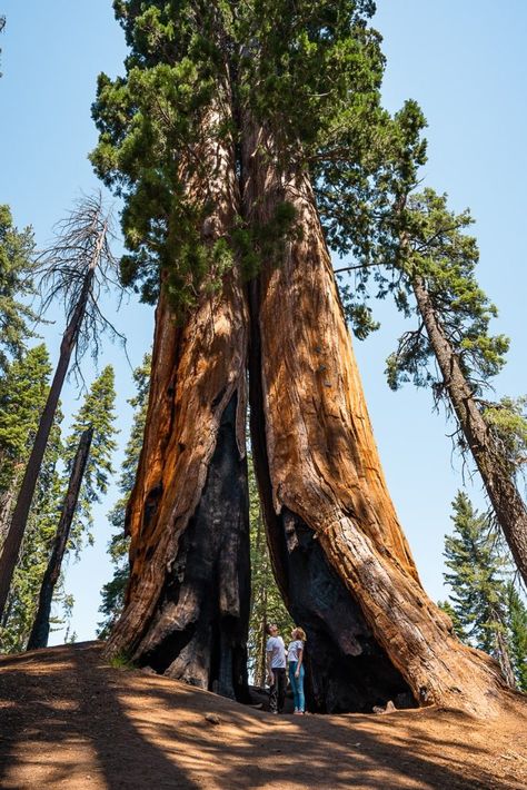 Are you wanting to visit Sequoia National Park? This 2 day itinerary will help you plan the perfect trip to Sequoia National Park by taking you to all the best spots! Redwood National Park Itinerary, Sequoia National Park Camping, National Park Itinerary, Vision 2024, Redwood National Park, Sequoia National Park, Camping Outfits, Amazing Places, All The Best