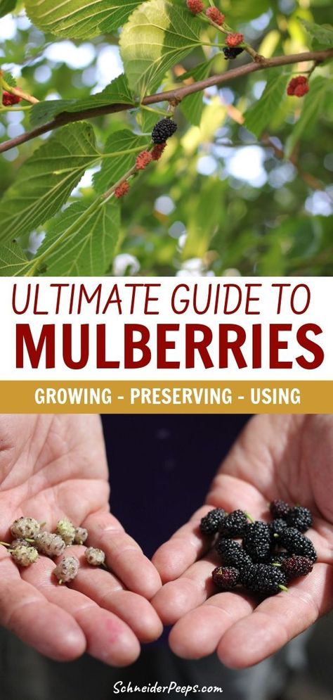 Berry Orchard, Hillside Orchard, Medicinal Trees, Fast Growing Fruit Trees, Garden Berries, Edible Berries, Mulberry Trees, Mulberry Recipes, Mulberry Leaves