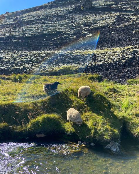 Summer In Iceland, Icelandic Aesthetic, Iceland Countryside, Hiking Iceland, Iceland Aesthetic, Rainbow Animals, Iceland Hiking, Icelandic Sheep, Iceland Summer