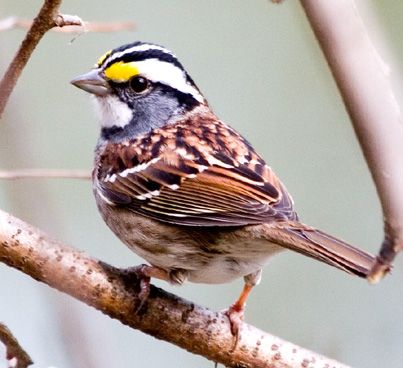 White Throated Sparow.  Three have made a little home in my backyard brushpile.  I love to hear them sing :) Sparrow Bird Photography, Sparrow Bird Aesthetic, White Throated Sparrow Bird, Sparrow Bird Video, Red Headed Sparrow, Barn Cat, Dauphin Island, Geometric Scarf, Sparrow Bird