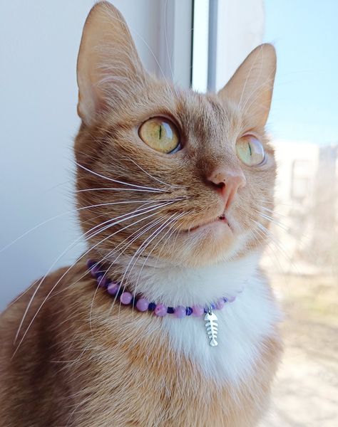 Beaded Cat, Kitten Collar, Wearing Purple, Necklace Luxury, Kitten Collars, Purple Collar, Jewelry Cute, Purple Cat, Cat Collar