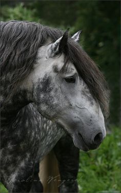 Dapple Grey Percheron, Draft Horse Photography, Gray Horse Aesthetic, Percheron Horse, Dapple Grey Horses, Percheron Horses, Western France, Gray Horse, Grey Horses