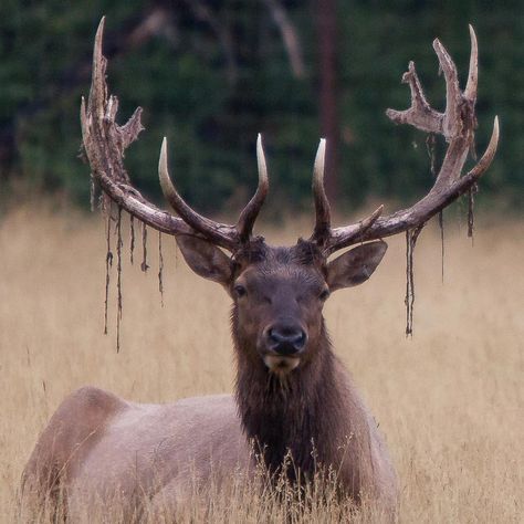 https://yukonwildlife.ca/wildlife/moose/2020-10-antler-cycle-moose/ Types Of Antlers, Antlers Drawing, Elk Skull, Moose Antlers, Elk Antlers, Animal Study, Pretty Animals, Sketch Inspiration, Ap Art