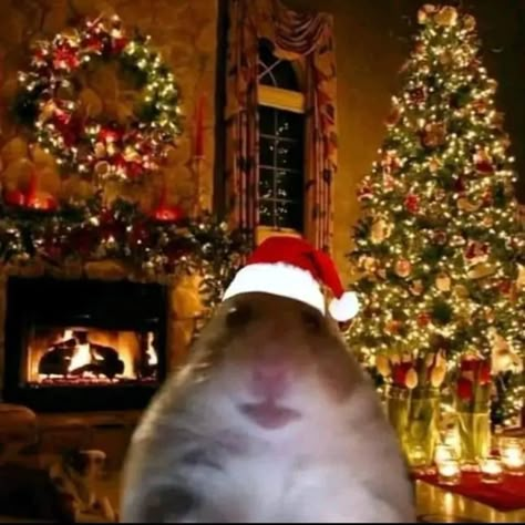 Rat Pfp, Funny Christmas Pictures, Christmas Memes, Funny Animal Photos, Miraculous Ladybug Comic, Shrek, Phone Themes, Christmas Animals, Christmas Pictures