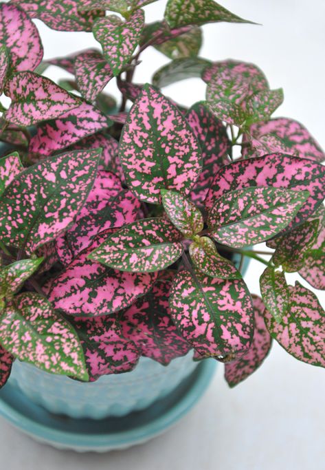 Three Dogs in a Garden: Houseplant to Collect: Polka Dot Plant Plant Safe For Cats, Polka Dot Plant, Toxic To Cats, Snake Plant Care, Lipstick Plant, Cast Iron Plant, My Attitude, Iron Plant, Pink Plant