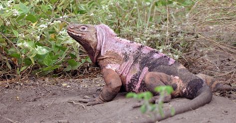 Pink Iguana, Invasive Species, Galapagos Islands, Feral Cats, Zoology, Unique Animals, Bubblegum Pink, A Group, Ecuador