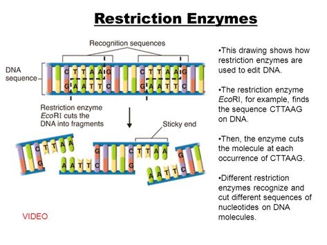 Recombinant Dna Technology, Recombinant Dna, Dna Fingerprinting, Dna Technology, Dna Molecule, Genetic Variation, Plant Breeding, Dna Sequence, Human Genome