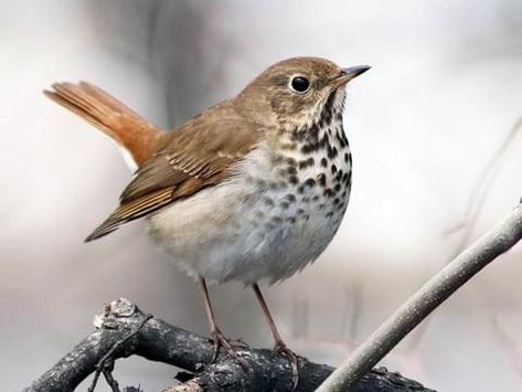 Wood Thrush Sounds, All About Birds, Cornell Lab of Ornithology American Robin, Evergreen Forest, White Eyes, Deciduous Trees, Backyard Birds, Bird Drawings, Beautiful Songs, Bird Watching, Bird Feathers