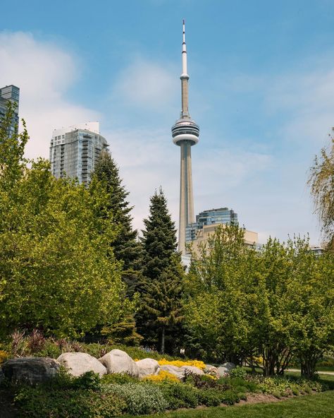 Enjoying the lush greenery of Toronto Music Garden with the CN Tower peeking through. City life meets nature! 🌿🌇 . . . . #TorontoViews #CityOasis #ExploreTO #CNTower #Toronto #NoorRassam #MagicCutStudios #TorontoLife #TorontoMusicGarden #Canada Toronto Nature, Music Garden, Toronto City, Willow Creek, Toronto Life, Lush Greenery, City Life, Cn Tower, Oasis