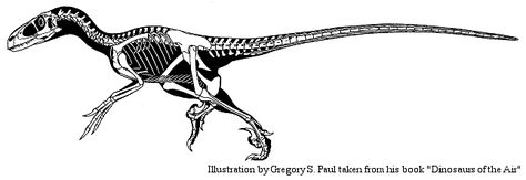 Raptor skeletal Raptor Anatomy, Raptor Skeleton, Velociraptor Skeleton, Dinosaur Skeletons, Lord Of The Rings Tattoo, Dinosaur Tattoos, Skeleton Drawings, Dinosaur Images, Painting Reference