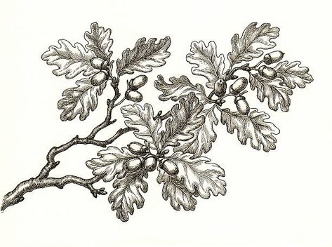 Oak Leaf Tattoos, Oak Tree Drawings, Pine Tattoo, Tree Branch Tattoo, Tree Tattoo Men, Branch Drawing, Family Tree Painting, Oak Tree Tattoo, White Oak Tree