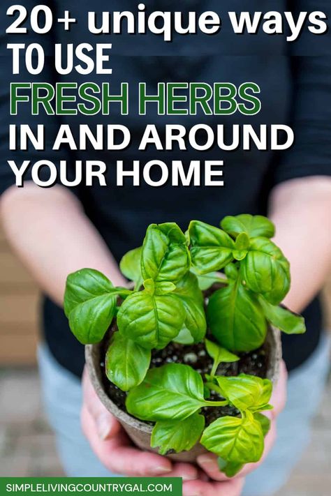 A list of unique and resourceful ways on how to use up fresh herbs. Over 20  ways to put your herb cuttings to use so you don't have to toss them out. Get our big list of ideas for recipes and tips for use in the home, barn, chicken coop, and outside. #usefreshherbs What To Do With Fresh Herbs, Growing Herbs Outdoors, Herb Uses, Barn Chicken Coop, Homemade Rubs, Fruit Tree Garden, Growing Cilantro, Growing Herbs Indoors, Garden Companion Planting