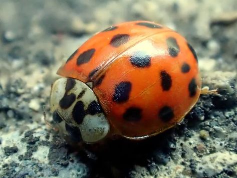 11 Natural Ways to Get Rid of Asian Lady Beetles - Dre Campbell Farm Asian Beetles How To Get Rid Of, Asian Lady Beetles, Asian Beetle, Repellent Diy, Diy Bug Repellent, Black Beetle, Red Beetle, Natural Repellent, Lady Beetle