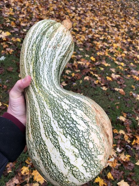 Cushaw Squash - Native American History, Recipe, & how to cook this huge squash! — TennesseeFarmTable.com Cushaw Pie Recipe, Cushaw Squash, Squash Pie Recipes, How To Cook Squash, Squash Pie, Vegetable Casserole Recipes, Harvest Farm, Pumpkin Squash, Vegetable Casserole