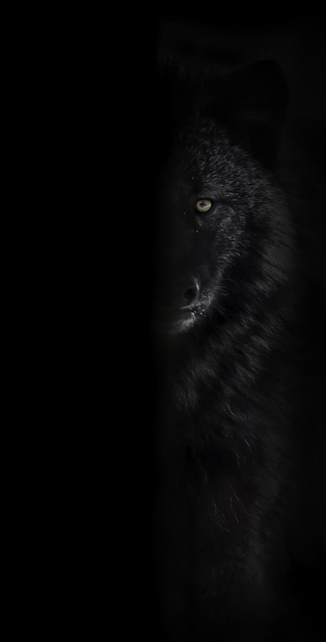 Black wolf Wallpaper Explore more Animal, Attacker, Black Wolf, Colour Variant, Melanistic wallpaper. https://www.whatspaper.com/black-wolf-wallpaper-6/ Alpha Wolf Wallpaper, Alpha Wolf Art, Black Wolf Art, Perfect Pic, Wolf Background, Gym Wallpaper, Alpha Wolf, Werewolf Art, Wolf Wallpaper