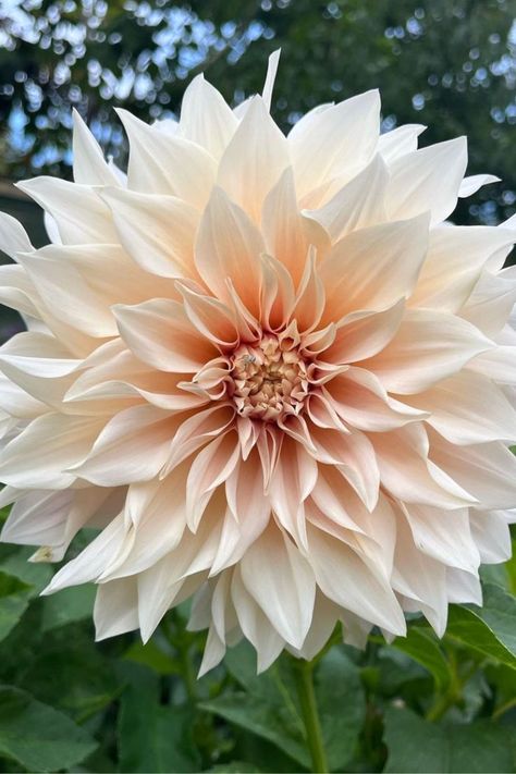 Make a statement in your garden with the gorgeous blousy Cafe Au Lait Dahlia. Image from Instagram - Kates_English_Garden Daliah Flower, September Wedding Flowers, Flower Cafe, Plant Fungus, Cottage Garden Plants, English Country Gardens, Nothing But Flowers, Dahlia Flower, Plant Lady