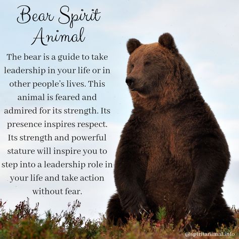 Grizzly Bear Spirit Animal, Advice From A Bear, Bear Symbolism Meaning, Black Bear Spirit Animal Meaning, Bear Mythology, Bear Symbolism, Bear Personality, Bear Sayings, Spirit Animal Bear