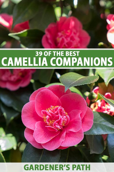 Best Companion Plants, Vine Fruit, Tuberous Begonia, Vegetable Benefits, Ground Covers, Gardening Gear, Companion Plants, Garden Shrubs, Gardening Books