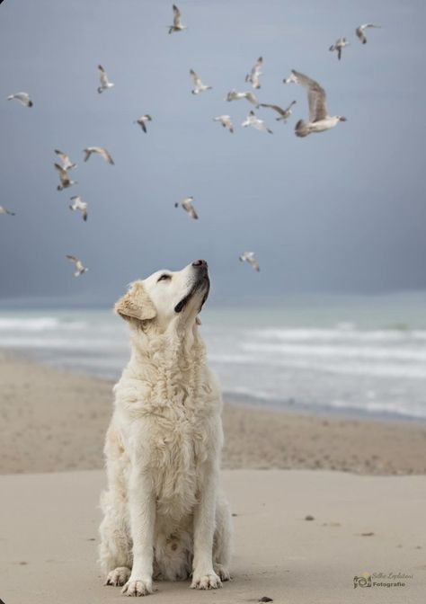 Beach Dog Photos, Professional Dog Photography, Dog Training Books, Dog Movies, Dog Photoshoot, Dog Photograph, One Year Ago, Dog Beach, Horse Life