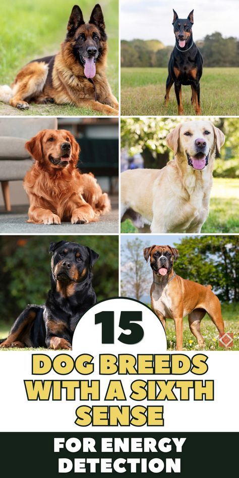 Discover 15 incredible dog breeds known for their ability to sense positive or negative energy instantly. These unique dogs have an almost supernatural knack for reading people and environments, making them wonderful companions. Learn which breeds excel in picking up on good or bad vibes. Save this pin for later and explore which of these energy-sensitive breeds might be the perfect fit for you! Medium Dogs Breeds, Daily Workout Challenge, Unique Dogs, Reading People, Unique Dog Breeds, Bad Energy, Sixth Sense, How To Read People, Herding Dogs