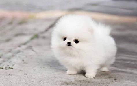 ᐅ【 Todo sobre el PERRO POMERANIA TOY 】» Mejor PRECIO » Mejor CRIADOR White