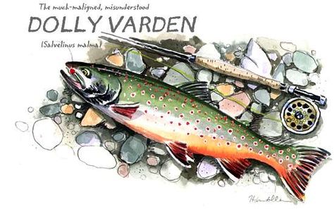 Brooke Trout, Dolly Varden, Fish Pictures, Trout Art, Arctic Char, Fly Fishing Art, Fishing Art, Fish Crafts, Wood Burning Art