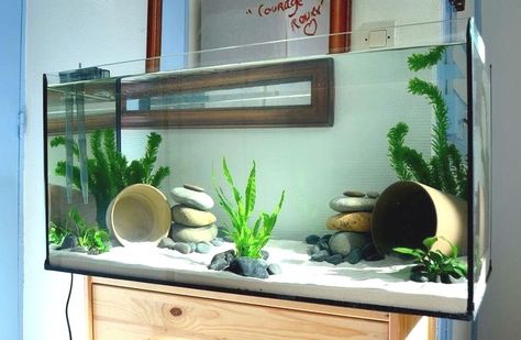 Aquarium And Plant Room, Fish Tank Aquascape, Themed Fish Tank Ideas, Axolotl Tank Decor, Cool Axolotl Tanks, Axolotl Tank Ideas Aesthetic, Goldfish Tank Aesthetic, Axolotl Tank Ideas Aquarium, Fish Tank Ideas Decorations