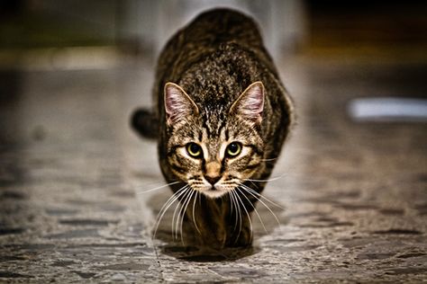 How to Satisfy Cat Hunting Instincts Appropriately - Catster Cat Ready To Pounce, Cat Pouncing Pose, Cat About To Pounce, Cat Pouncing, Somatic Experiencing, Cat Tips, Cats 101, Cat Language, Tabby Cats